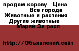 продам корову › Цена ­ 70 000 - Все города Животные и растения » Другие животные   . Марий Эл респ.